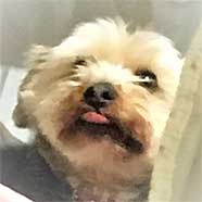 C[W